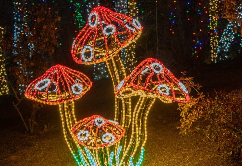 ABQ Botanic Gardens River of Lights 2024 - mushrooms Lighted mushrooms display.