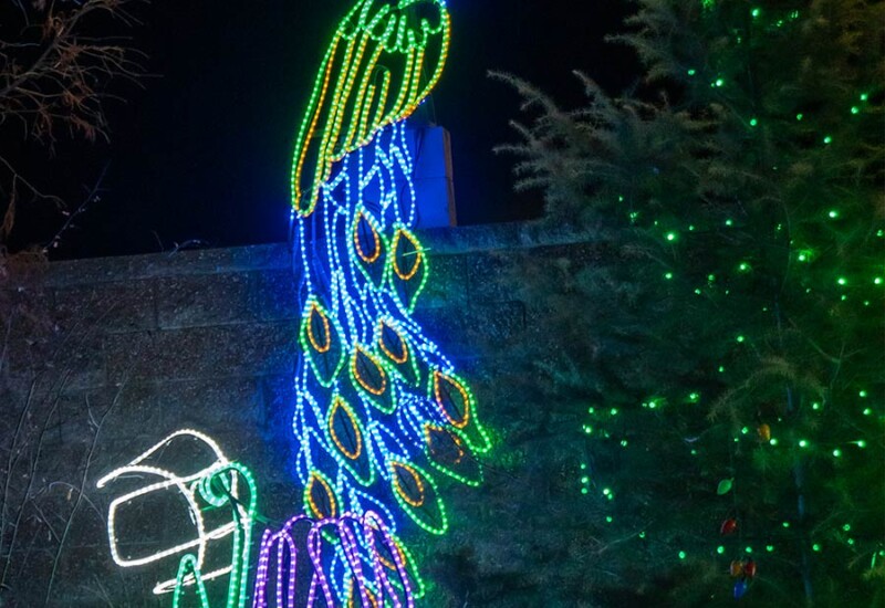 ABQ Botanic Gardens River of Lights 2024 - peacock and flowers ROL peacock with flowers display at ABQ Gardens