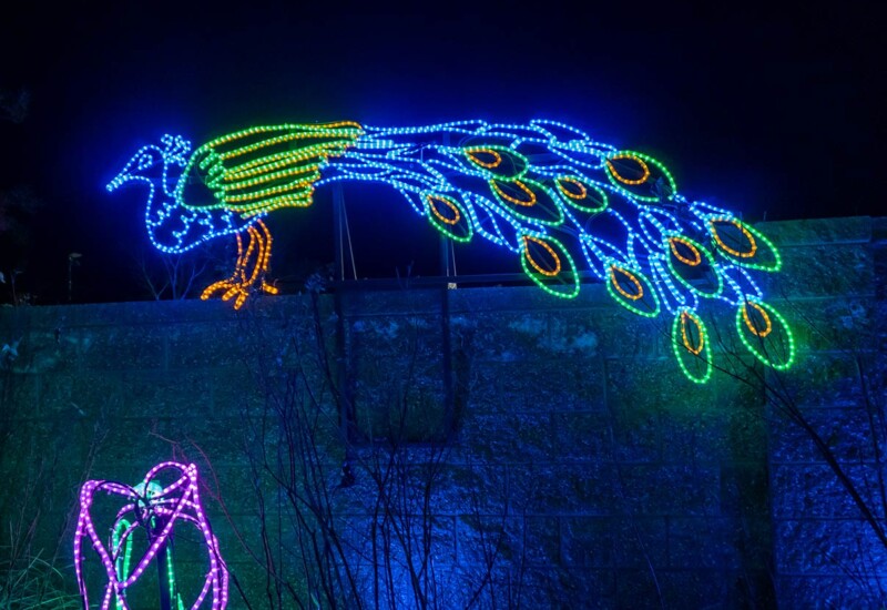 ABQ Botanic Gardens River of Lights 2024 - peacock and flowers Peacock on wall lighted display.