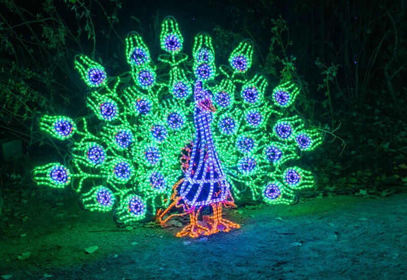 ABQ Botanic Gardens River of Lights 2024 - peacock with open feathers Peacock with open feathers lighted display.