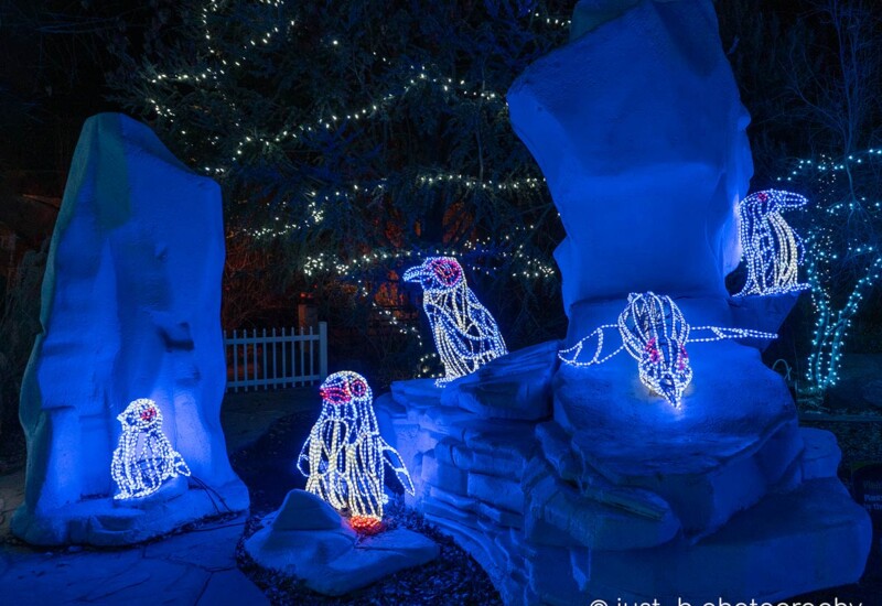 ABQ Botanic Gardens River of Lights 2024 - penguins on ice. ROL - Penguins on ice display.