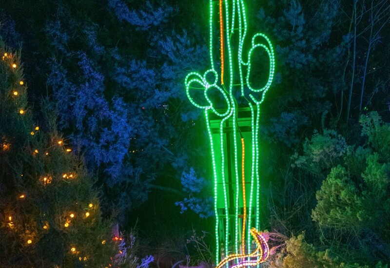 ABQ Botanic Gardens River of Lights 2024 - Saguaro cactus with cow skull Saguaro cactus with cow skull lighted display.