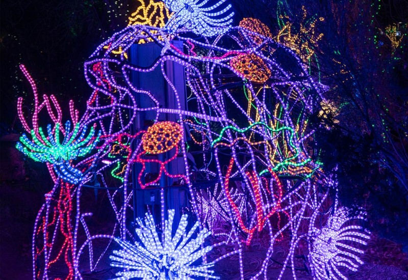 ABQ Botanic Gardens River of Lights 2024 - Sea coral and anemones ROL sea coral and anemones
