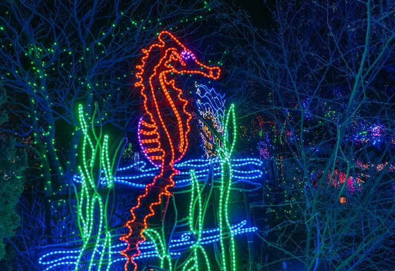 ABQ Botanic Gardens River of Lights 2024 - Orange sea horse lighted display. Orange se horse aquatic display