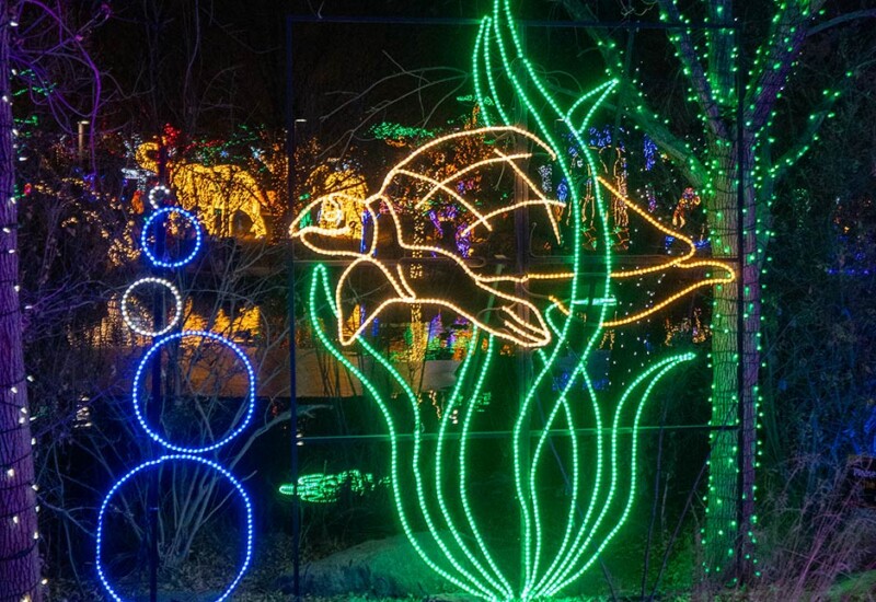 ABQ Botanic Gardens River of Lights 2024 - Sea turtle swimming in kelp River of Lights sea turtle swimming in kelp