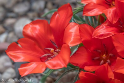 Close-up cluster of big red species native tulips in rocky garden.