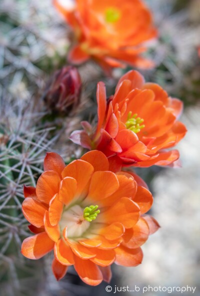 Blooming coral colored Hedge Hog Claret Cup cactus flowers close-up.