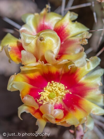 Two tone Sunburst Prickly Pear cactus flowers close-up.
