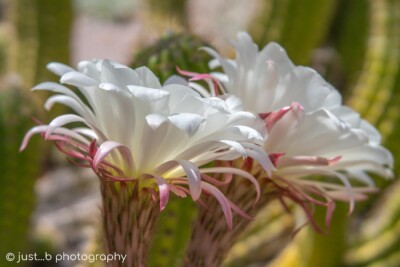 White Echinopsis candicans (Argentine Giant) blooming cactus flowers.