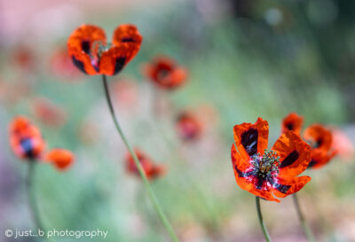 Little red and black long headed poppies dancing in the wind.