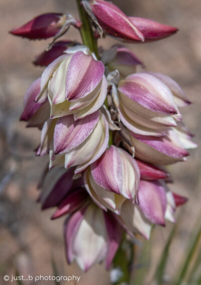 Purple tinted bell-shaped yucca flowers.
