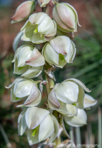 Bell-shaped blooming succulent flowers.