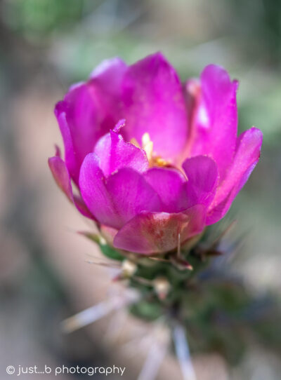 Close-up of pink Cholla cactus flower just opening.