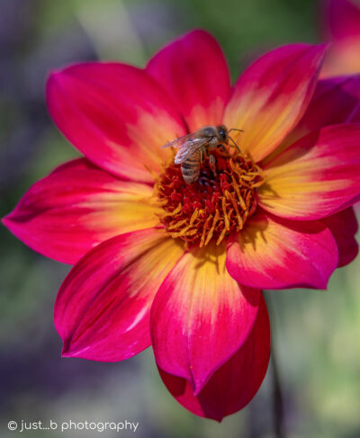 Honey bee gathering pollen on mystic sparkler dahlia flower.