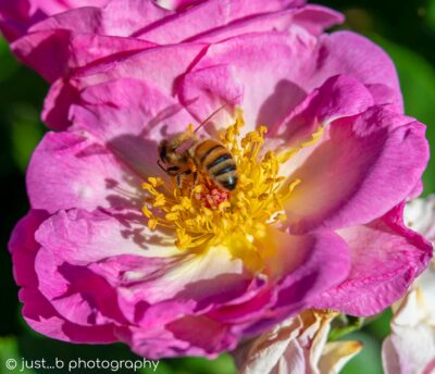 Honey bee on pink and white rose with wing reflections on rose petals.