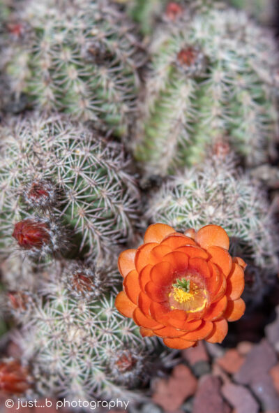 Salmon Colored Claret Cup Cactus Flower Bloom