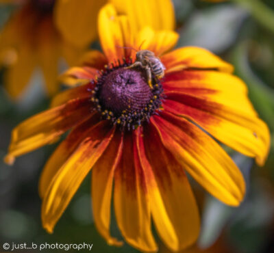 Little bee dotted with yellow pollen on black-eyed Susan flower.