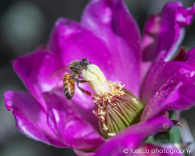 Bee gathering pollen inside a magenta pink cholla flower.