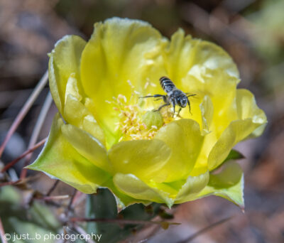 Bee taking off from prickly pear flower