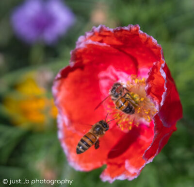 Two bees gathering pollen on a red corn poppy flower bloom.
